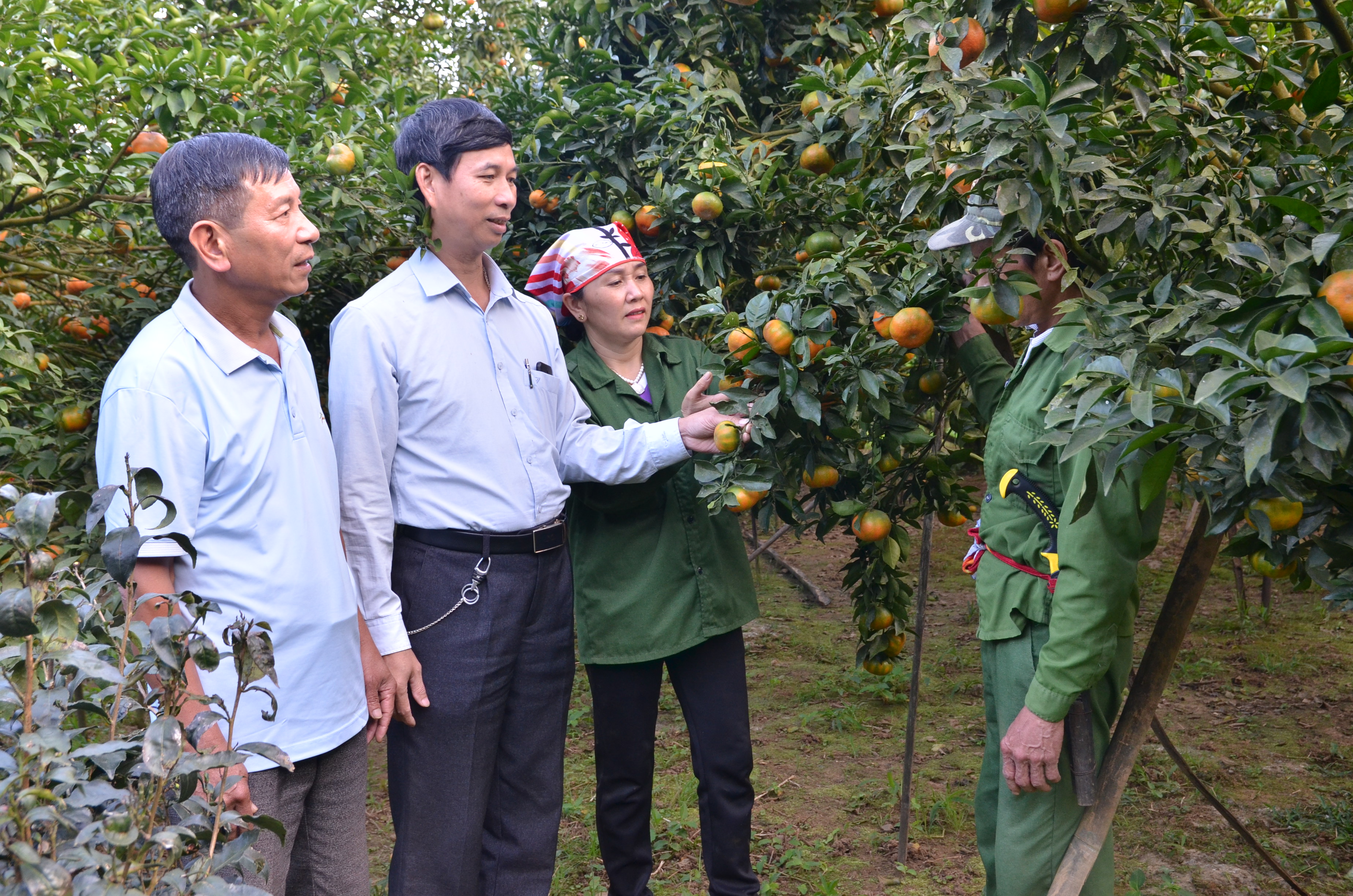 Lãnh đạo xã Thượng Bằng La, huyện Văn Chấn trao đổi với người dân về chăm sóc cây cam để giữ vững Chỉ dẫn địa lý Cam Văn Chấn. *(Ảnh tư liệu)
